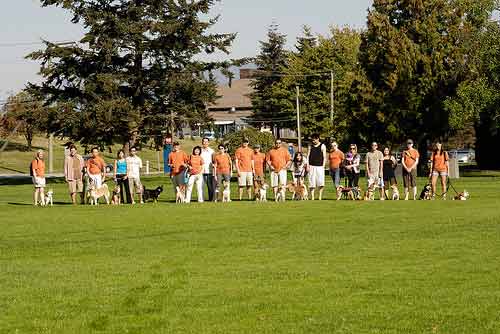 Shibas for the Cause - BC SPCA 2009